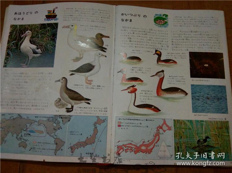 今日正版跑狗圖分享，探索7777788888跑狗圖的魅力，今日正版跑狗圖分享，探索魅力十足的777778跑狗圖