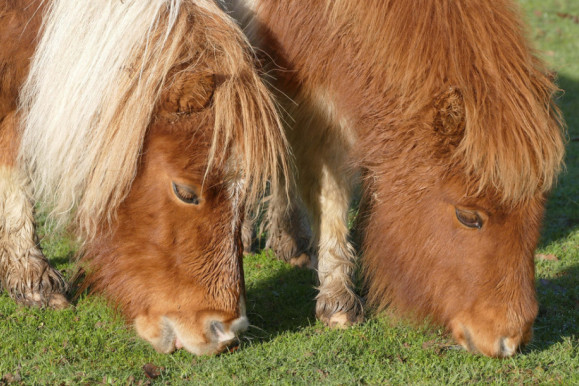 王中王四不像一肖圖必中——揭秘彩票預測的神秘面紗，揭秘彩票預測神秘面紗，王中王四不像一肖圖必中真相探索