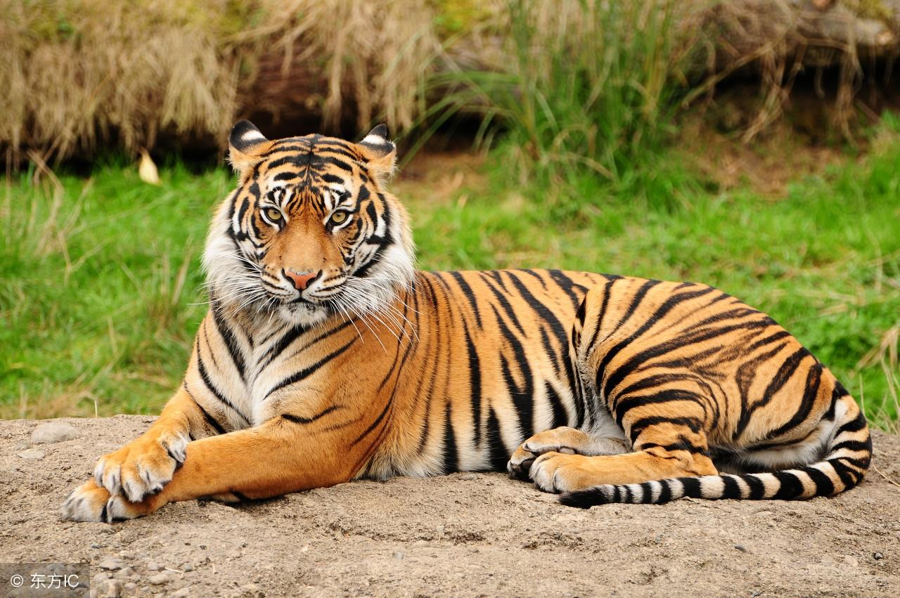 揭秘生肖之謎，欲錢要買王中王，打一生肖是何解？，揭秘生肖之謎，揭秘王中王背后的生肖秘密與運勢解讀