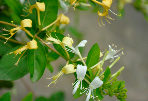 狀元紅97049精準(zhǔn)資料，深度解析與探索，狀元紅97049精準(zhǔn)資料深度解析與探索揭秘