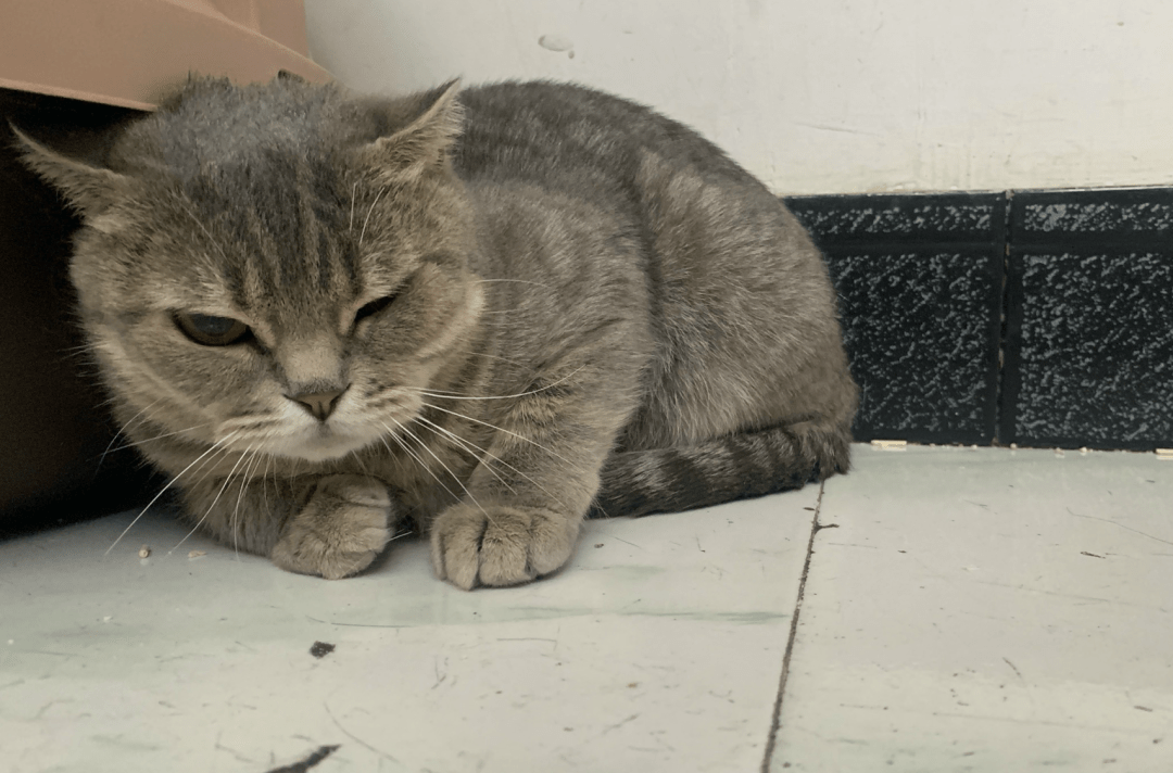 澳門一碼一肖一待一中四不像，探索與解析，澳門一碼一肖一待一中四不像，深度解析與探索