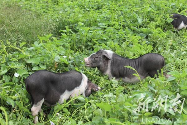 花豬王中王平特一肖，深度解析與SEO優(yōu)化策略，花豬王中王平特一肖，深度解析及SEO優(yōu)化策略探討