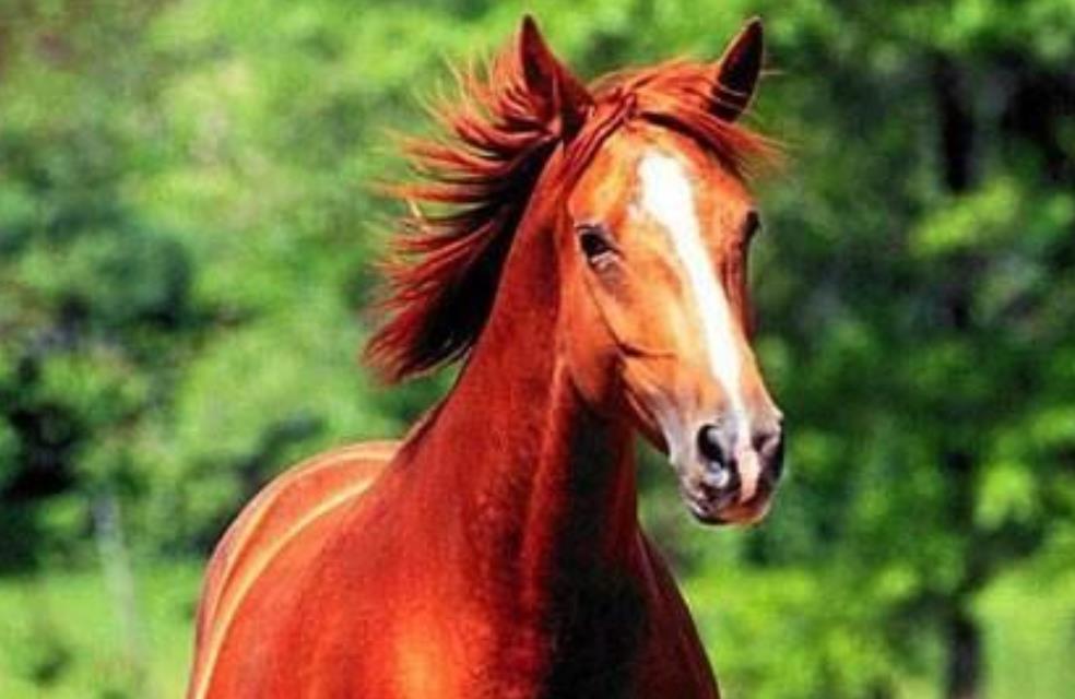 一馬中特內(nèi)部精準資料免費大公開，揭秘行業(yè)秘密，助力個人成長，揭秘行業(yè)秘密，一馬中特內(nèi)部精準資料大公開，助力個人成長免費獲取