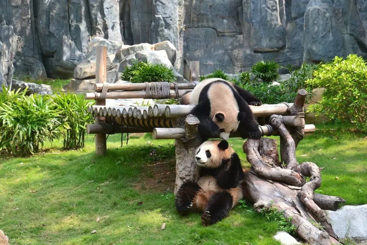 野生動(dòng)物園門票優(yōu)惠政策大揭秘，野生動(dòng)物園門票優(yōu)惠政策深度解析