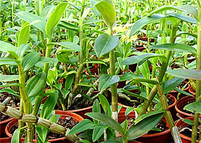 石斛價(jià)格，多少錢一斤？全面解析石斛價(jià)值，石斛價(jià)格與價(jià)值全面解析，多少錢一斤？