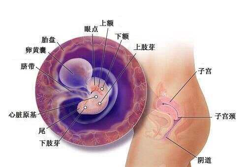 懷孕1-40周全過程圖，深入了解孕期之旅，孕期之旅，懷孕1-40周全過程圖解
