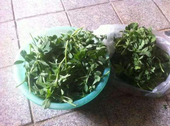 痔瘡患者必看，藥物治療與選擇最佳藥物指南，痔瘡患者必備指南，藥物治療與最佳藥物選擇